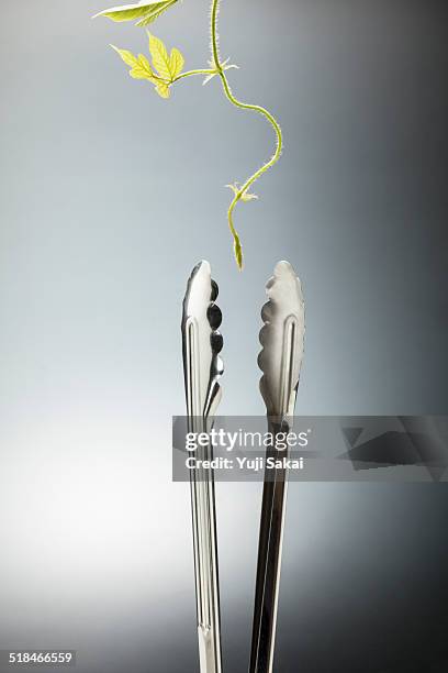 creeper face to  tong - tongs stock pictures, royalty-free photos & images