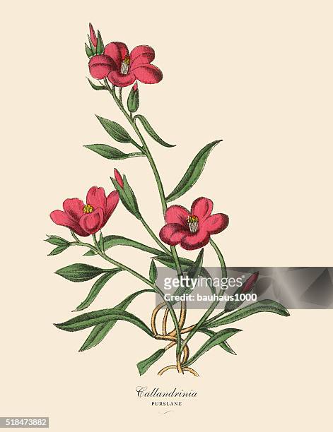 calandrinia or purslane plant, victorian botanical illustration - portulaca stock illustrations