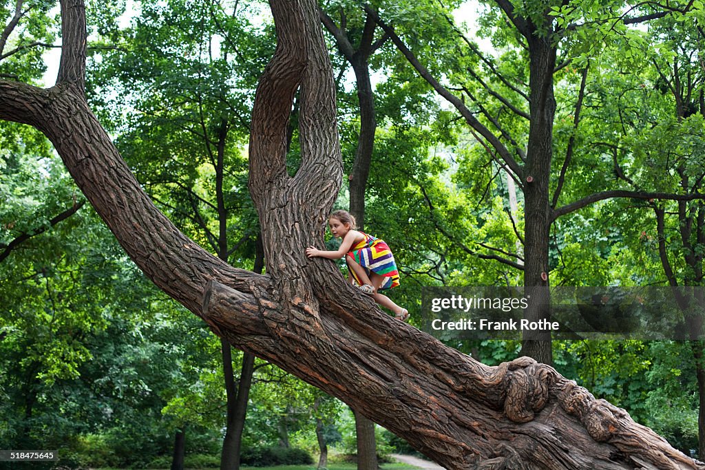 Young kid climbs at a great and old tree
