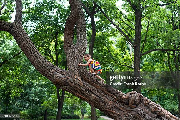 young kid climbs at a great and old tree - tree trunk - fotografias e filmes do acervo