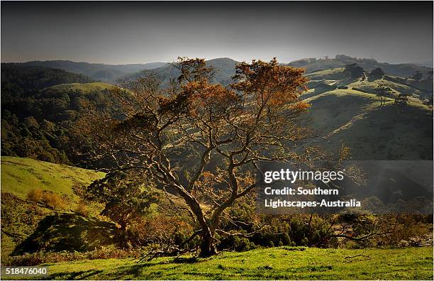 Trees Otway Ranges 327 Otway Ranges Stock Photos, High-Res Pictures, and Images - Getty Images