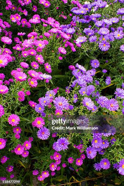 Michaelmas Michaelmas Photos and Premium High Res Pictures - Getty Images