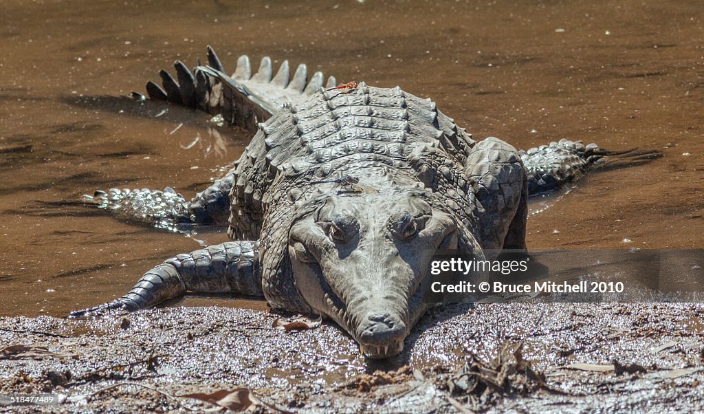 Freshwater crocodile with dragonflies