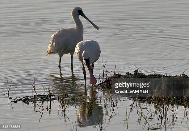 This picture was taken on December 1, 2015 shows two black-faced spoonbills, Platalea minor, searching for food at the Aogu wetland in southern...