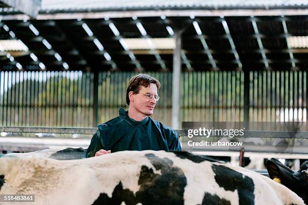 vet, dairy cows - cows uk stock pictures, royalty-free photos & images