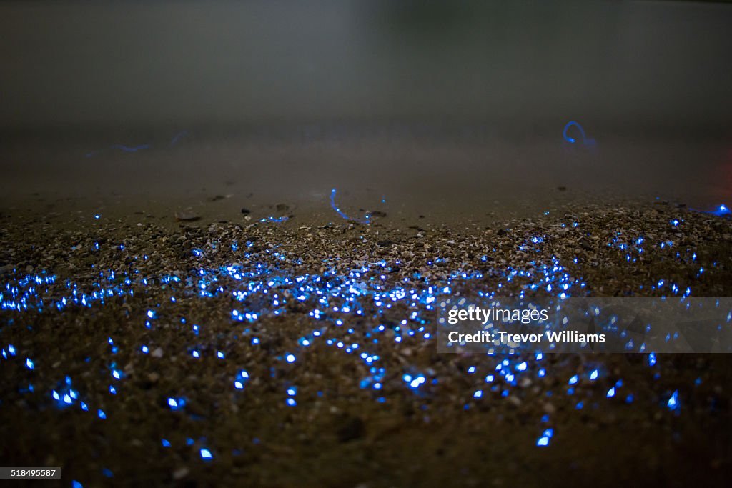 Vargula hilgendorfii or sea-fireflies on the beach