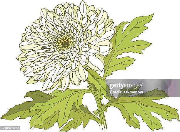 hand drawn white chrysanthemum - chrysanthemum flower stock illustrations