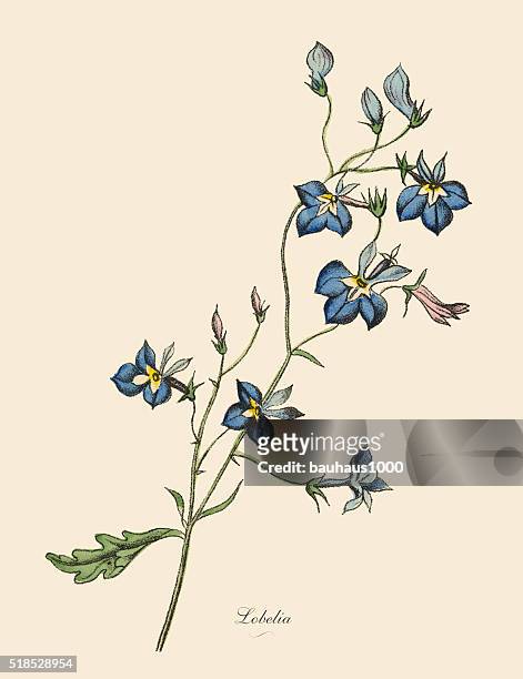 lobelia plant, victorian botanical illustration - lobelia stock illustrations