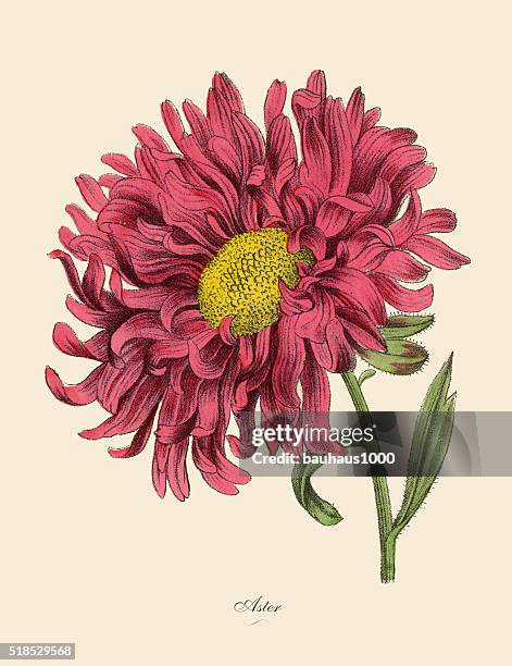 aster or star plant, victorian botanical illustration - hand colored stock illustrations