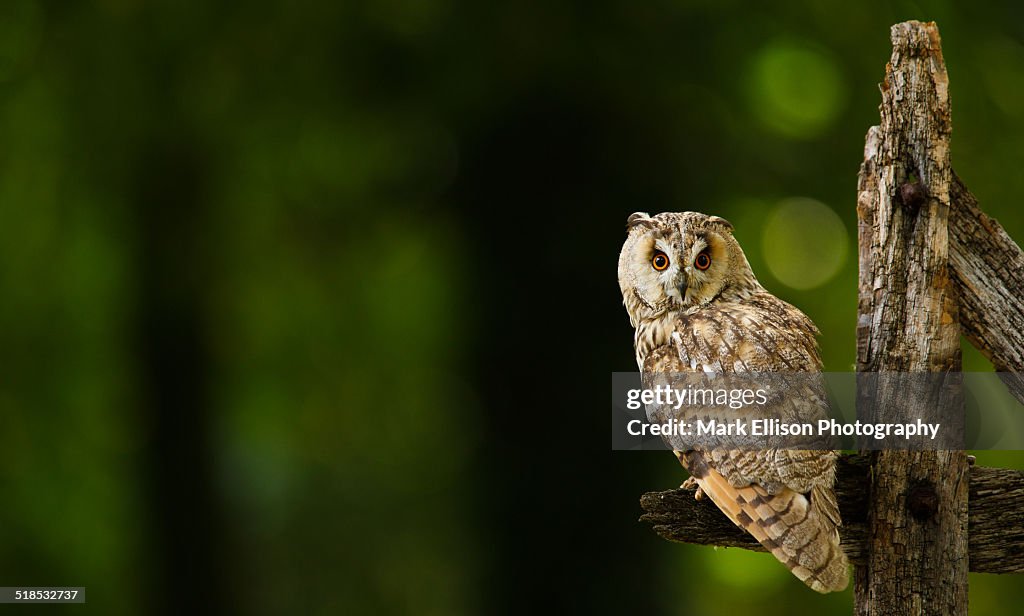 Long-eared owl on fence