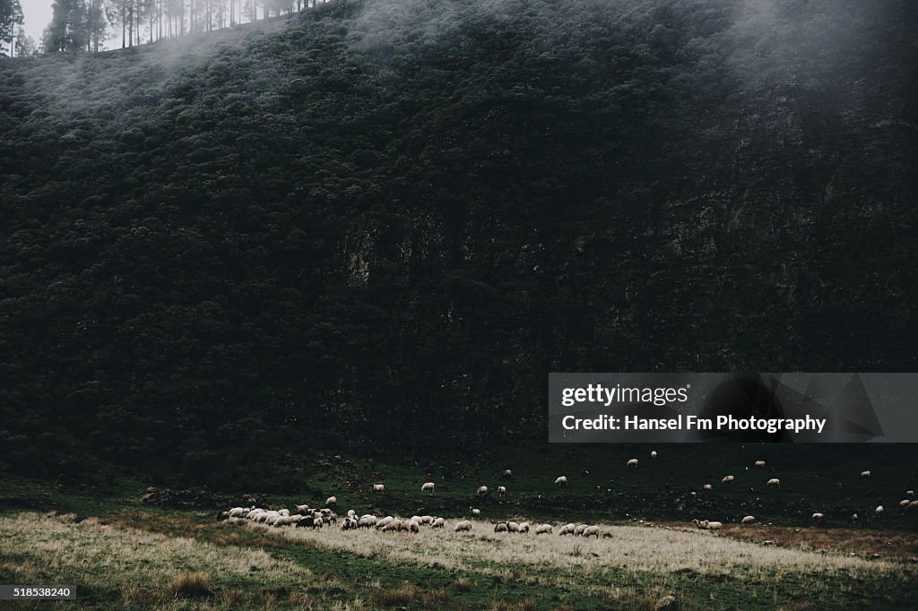 Mountain landscape with sheep