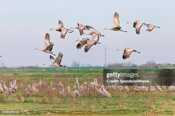 flock of sandhill cranes, california, usa - wildlife reserve stock pictures, royalty-free photos & images