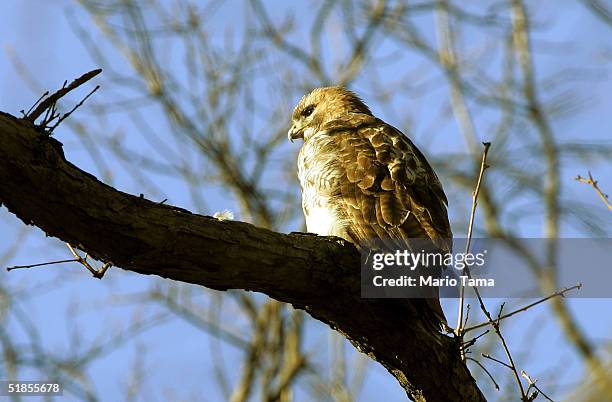 Lola, the mate of famous red-tailed hawk Pale Male, perches on a tree in Central Park after having her nest removed by building management last week...