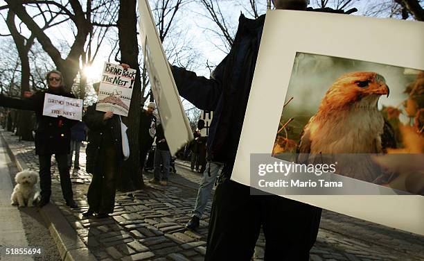 Protesters are shown near where famous red-tailed hawk Pale Male is perched in Central Park after having his nest removed by building management last...