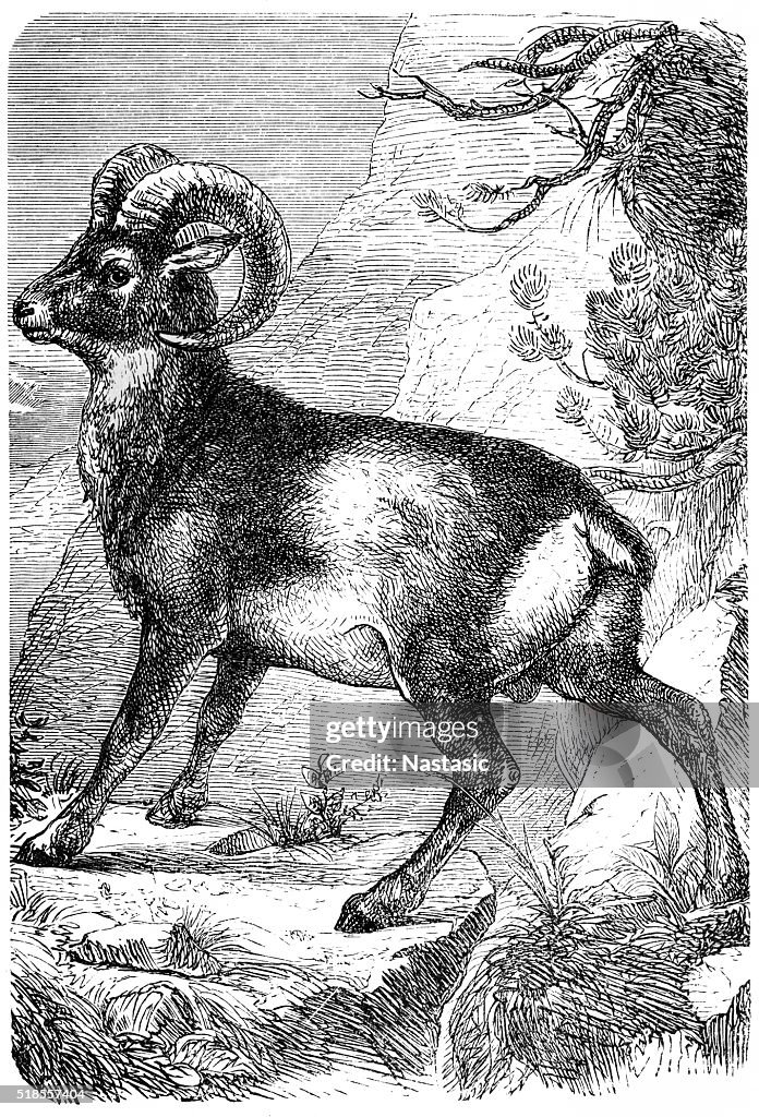 Muflon (ovis musimon)