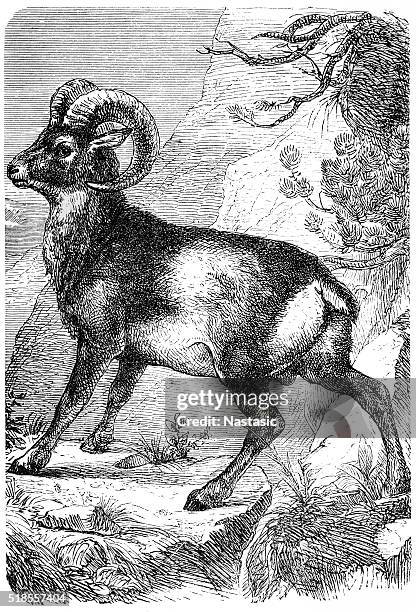 muflon (ovis musimon) - argali stock illustrations