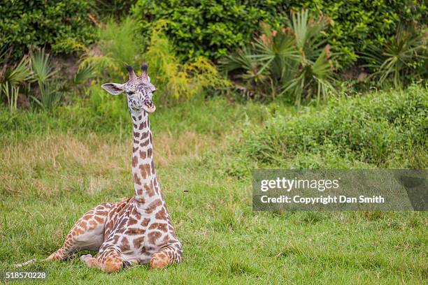 lazy day - talking giraffe stock pictures, royalty-free photos & images