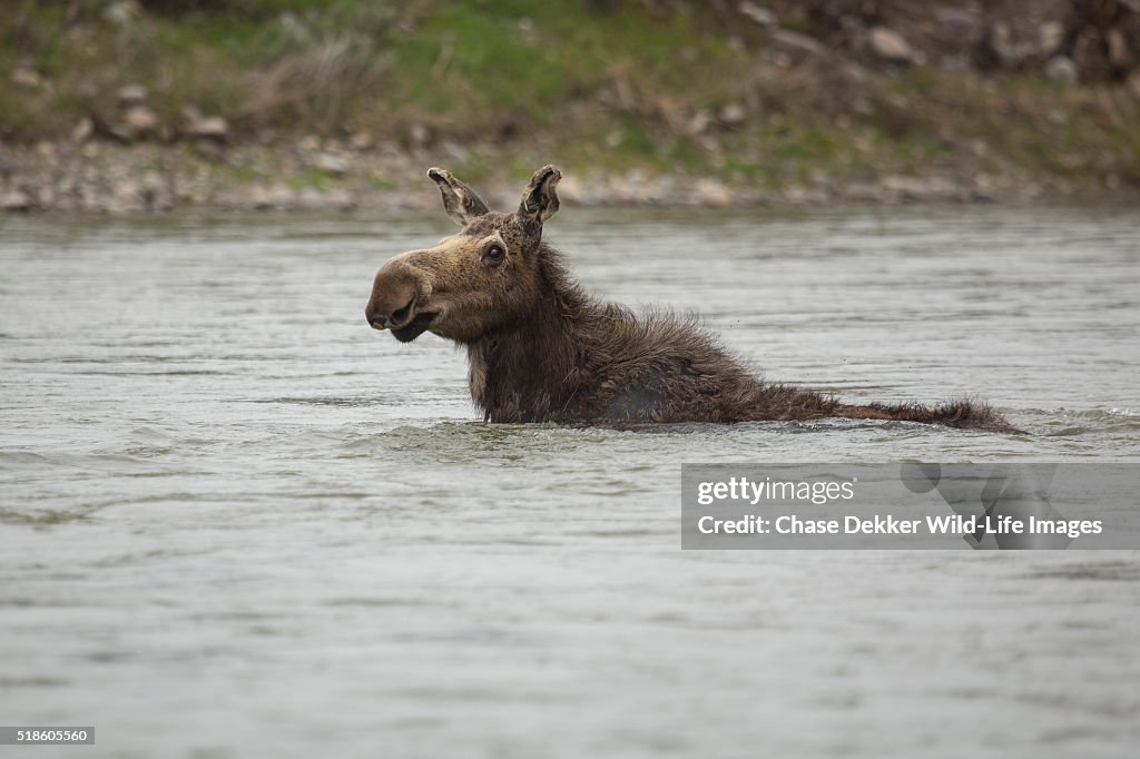 Cow Moose Swimming in River