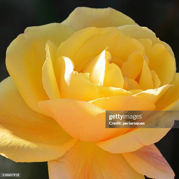 Golde Yellow Roses 91 Flower Graden Stock Photos, High-Res Pictures, and Images - Getty Images