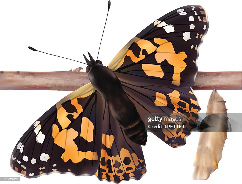 Painted Lady Butterfly - Vector