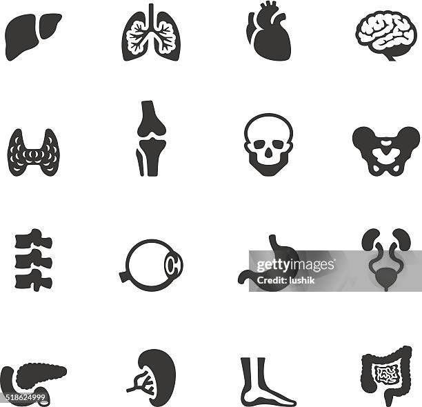 ilustrações, clipart, desenhos animados e ícones de soulico ícones-órgão interno humano - intestino grosso humano