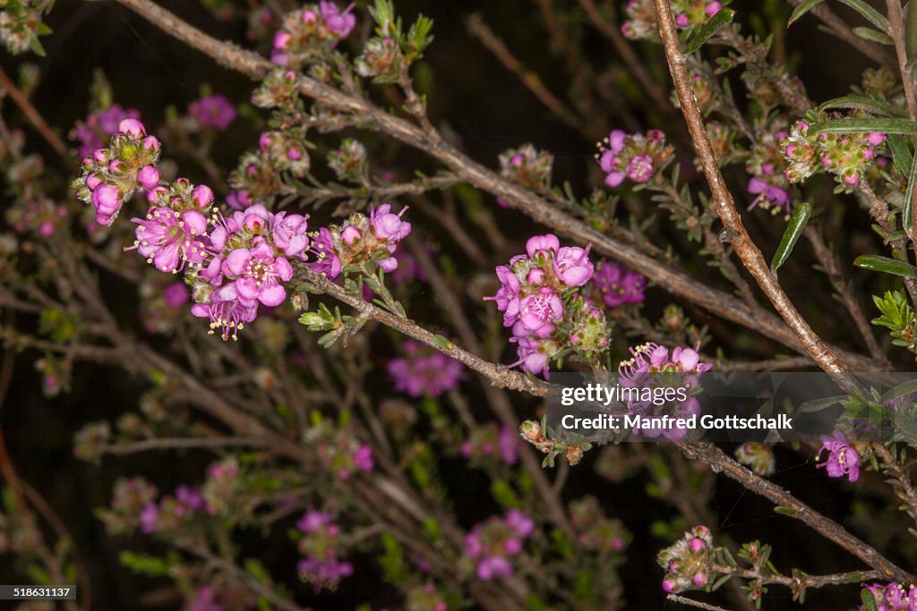 Purple waxflower Chamelaucium