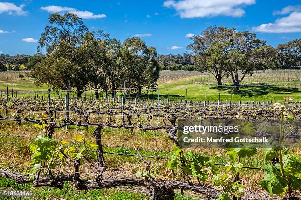 vineyard of hay shed hill winery - margaret river winery stock pictures, royalty-free photos & images