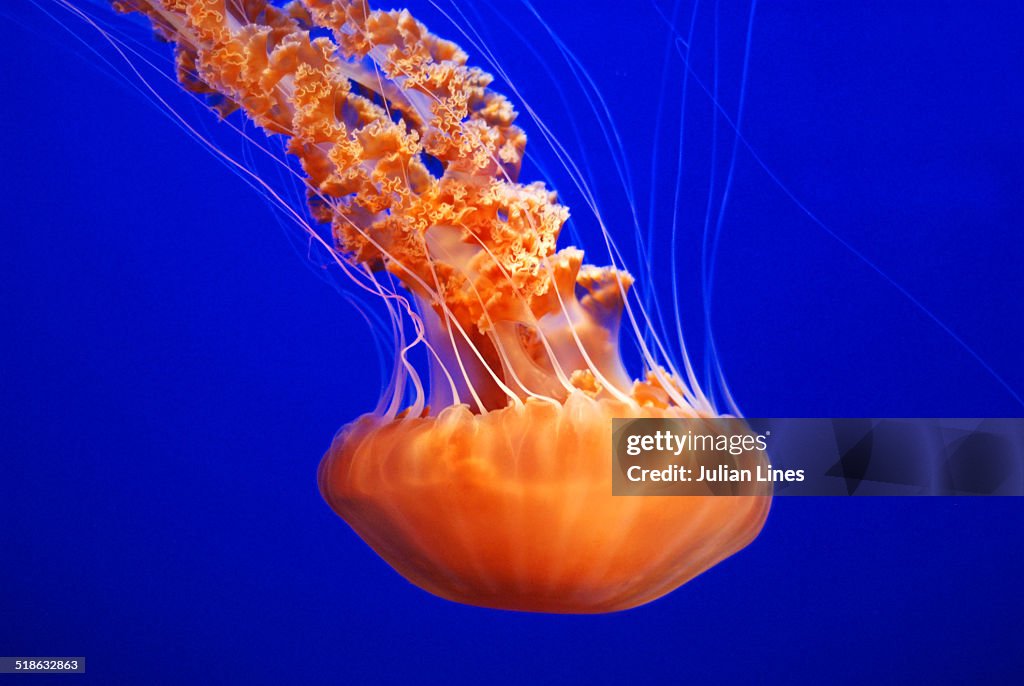 Orange Jellyfish