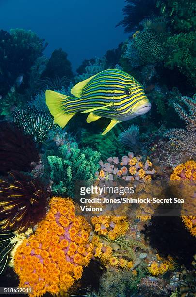 reef scenic with ribbon sweetlips - ribbon reef stock pictures, royalty-free photos & images