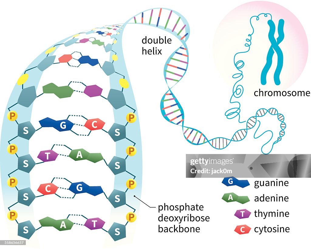 DNA-Struktur