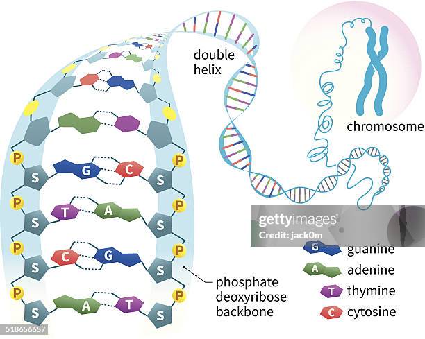 illustrations, cliparts, dessins animés et icônes de structure adn - chromosome