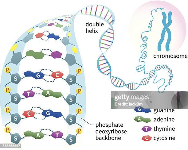 ilustrações, clipart, desenhos animados e ícones de estrutura de dna - cromossoma