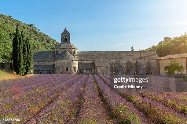 abtei von senanque lila lavendel feld-provence, frankreich - avigon stock-fotos und bilder