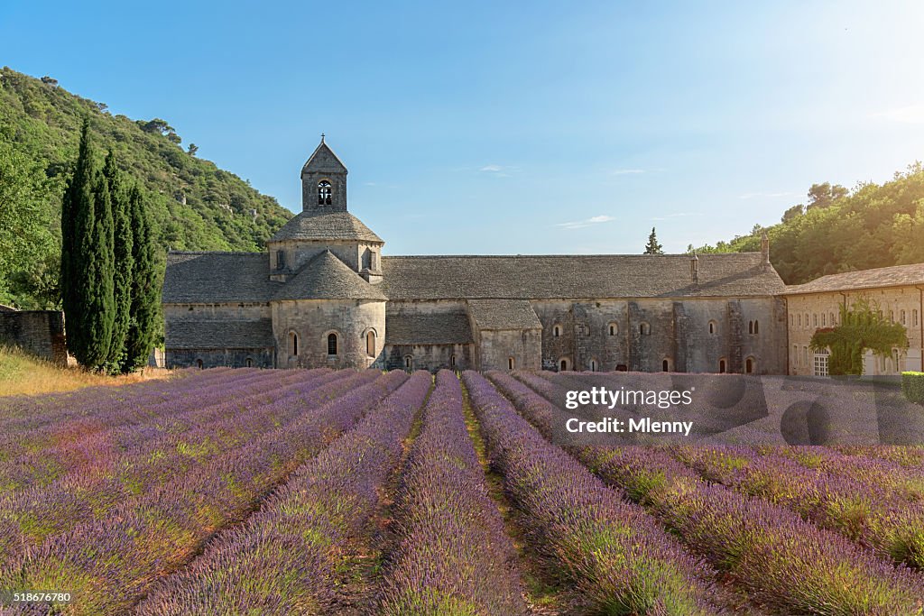 Senanque Abbey Purple Lavender Field Provence France