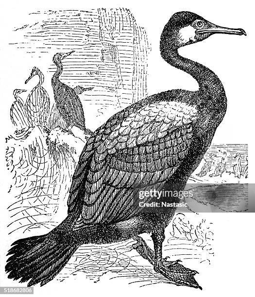 ilustraciones, imágenes clip art, dibujos animados e iconos de stock de gran cormorán (phalacrocorax carbo - los cabos