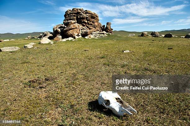 rock and animal skull at khangai area of arkhangai province of mongolia - animal skull stock-fotos und bilder