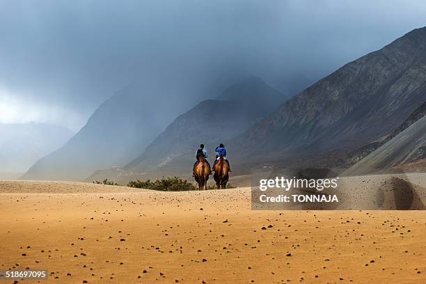 the travel camel at nubra valley - nubra valley stock-fotos und bilder