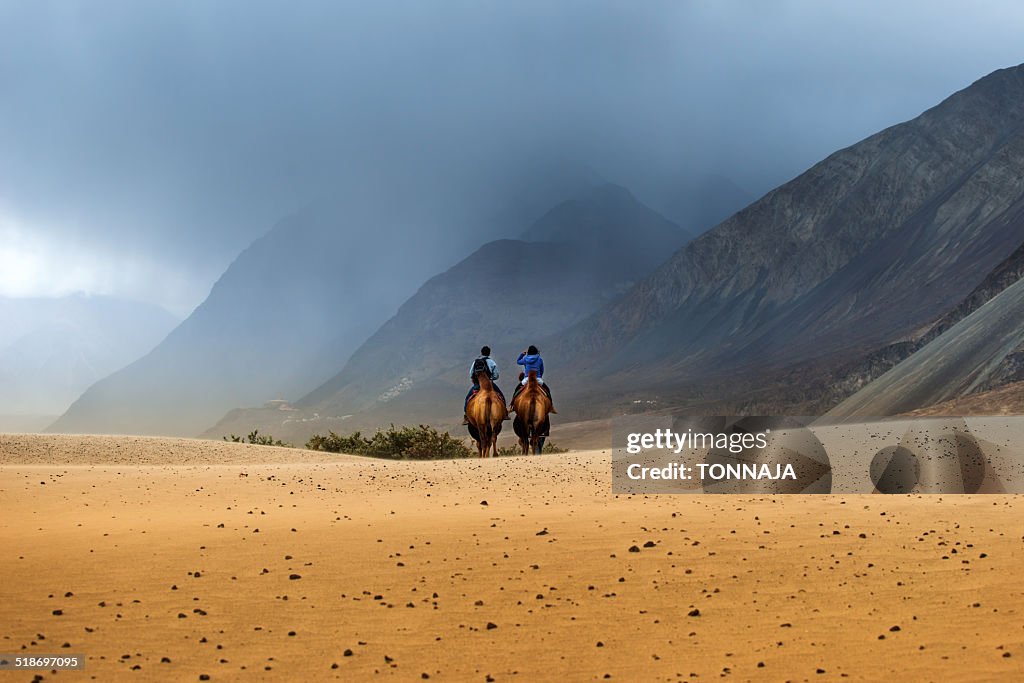 The travel camel at Nubra valley