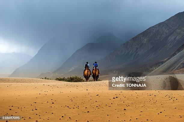 the travel camel at nubra valley - nubra valley stock pictures, royalty-free photos & images