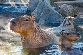 Capybara onsen