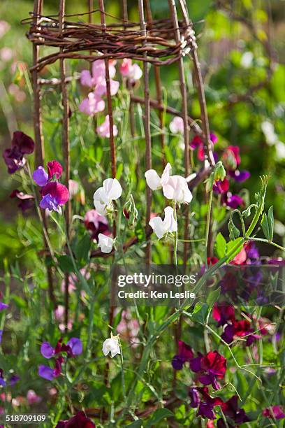 sweet peas on a frame - sweet peas stock pictures, royalty-free photos & images