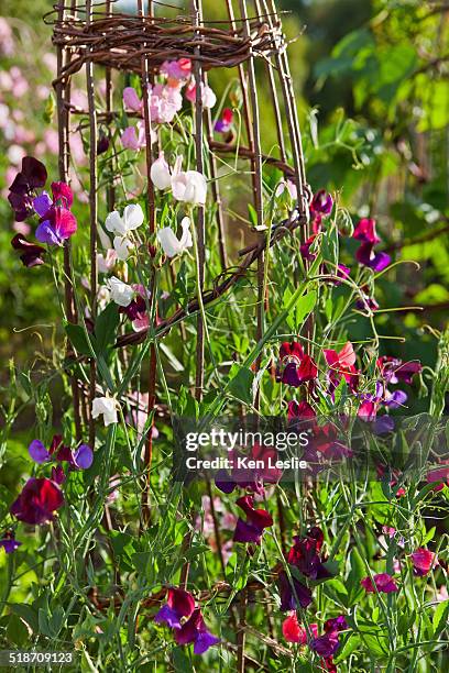 sweet peas on a garden frame - sweet peas stock-fotos und bilder