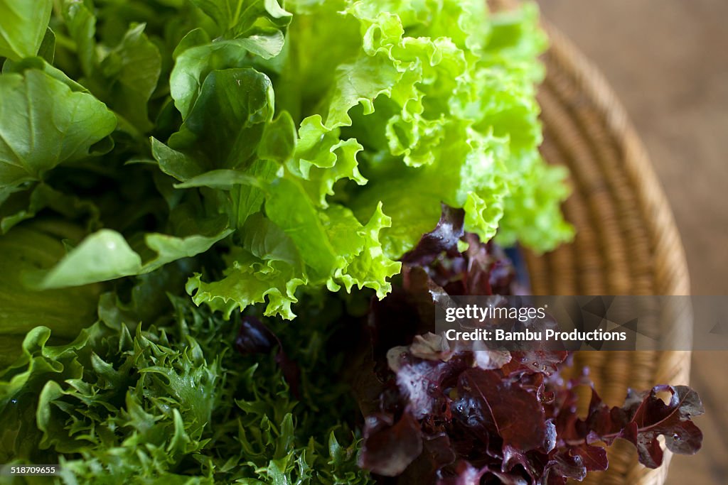 Variety of organic lettuce view from above