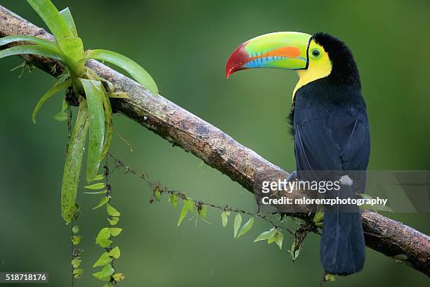keel-billed toucan - costa rica stock pictures, royalty-free photos & images