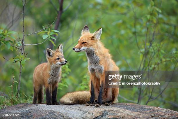 red fox & kit - räv bildbanksfoton och bilder