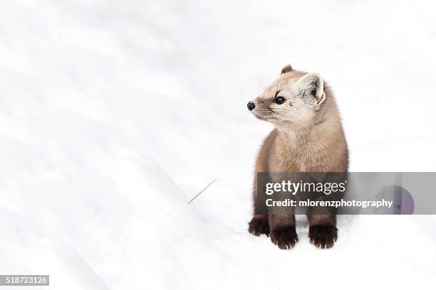 mr. marten - martens stock pictures, royalty-free photos & images