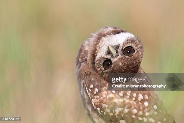 curious owlet - hoofd schuin stockfoto's en -beelden