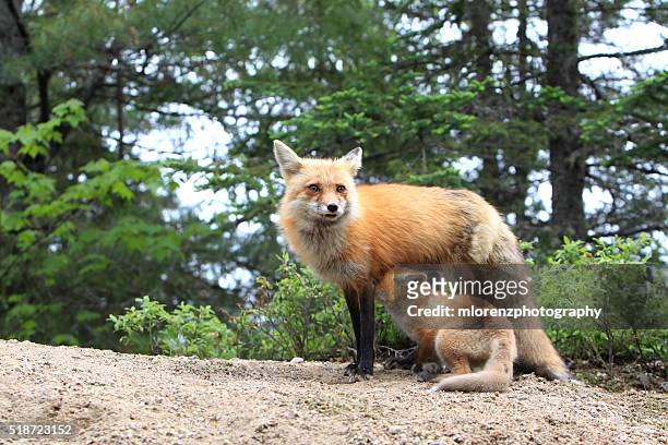 red fox nursing - vuxen stock-fotos und bilder