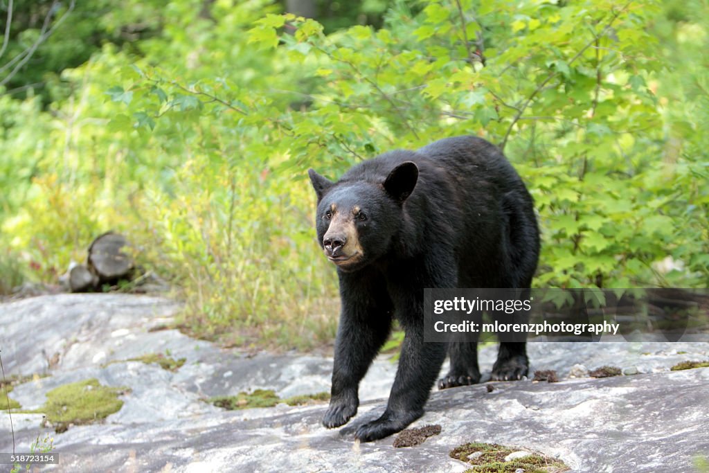 Black Bear Sow