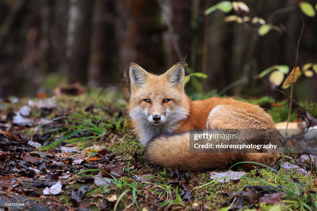 Resting Fox